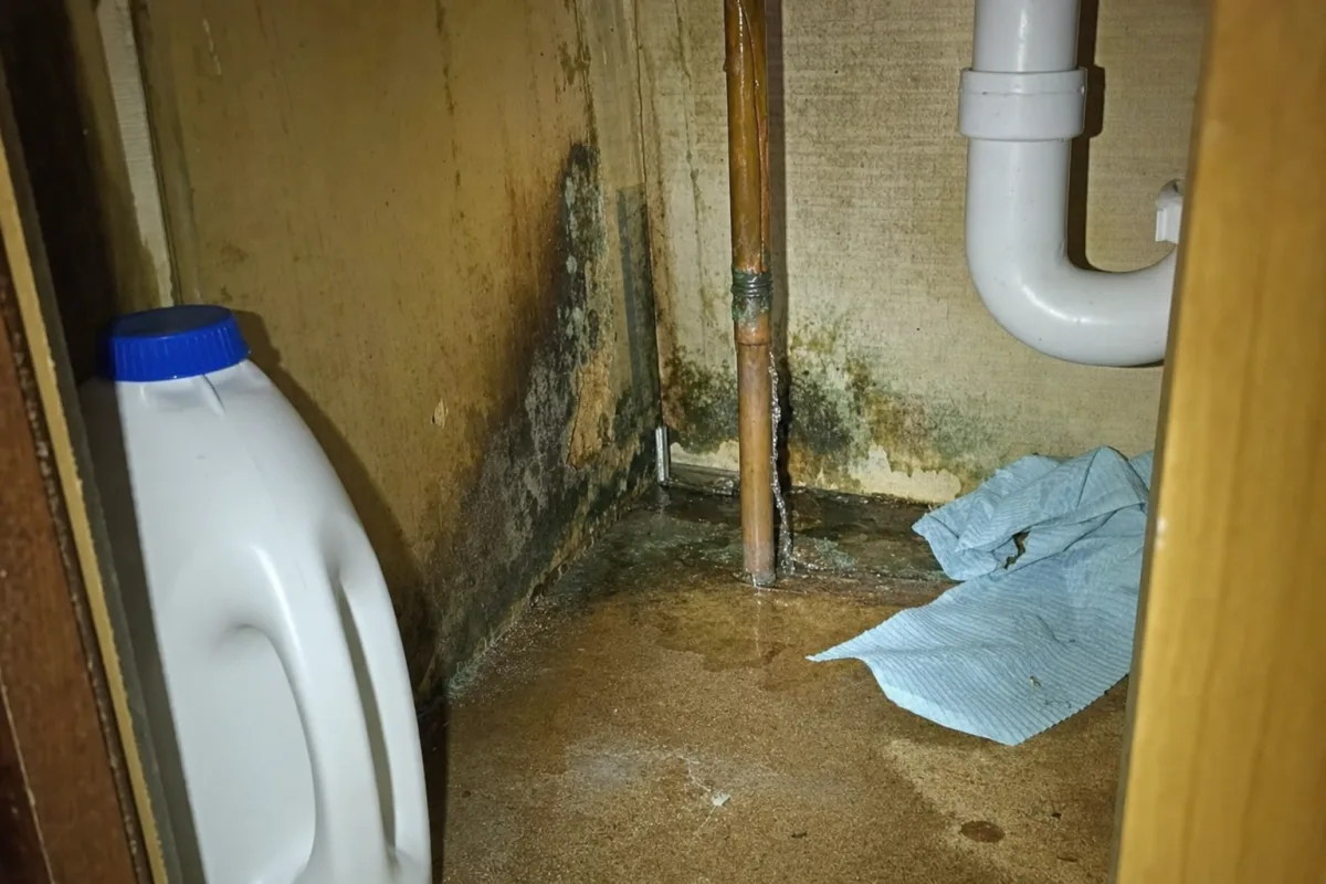 A leaking pipe and visible mold inside a sink cabinet.