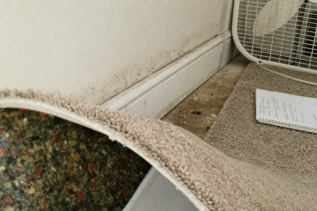 Damp carpet and mold affected drywall.