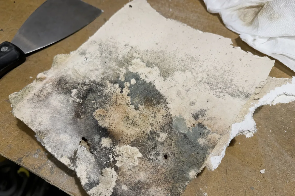 Several natural mold colors on damp drywall.